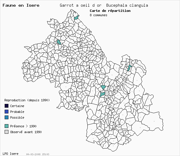 Carte Reproduction: Garrot  oeil d or Bucephala clangula en Isre