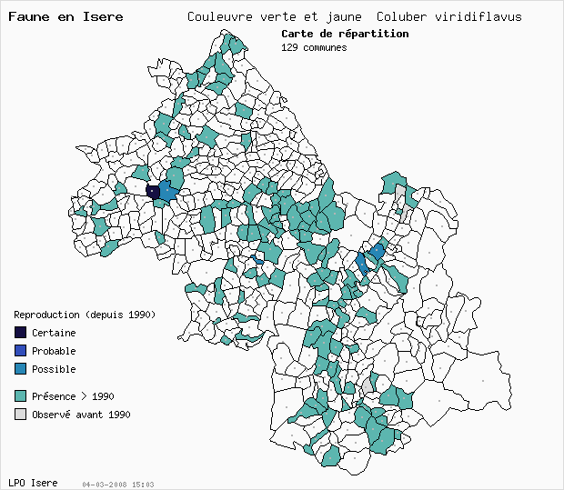Carte Reproduction: Couleuvre verte et jaune Coluber viridiflavus en Isre