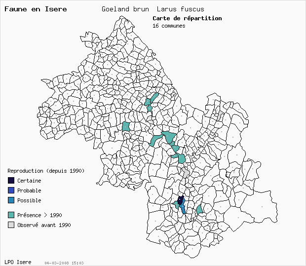 Carte Reproduction: Goland brun Larus fuscus en Isre