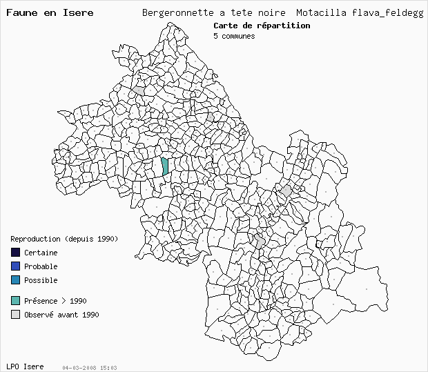 Carte Reproduction: Bergeronnette  tte noire Motacilla flava_feldegg en Isre