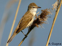 Rousserolle turdode (Acrocephalus arundinaceus (L.))