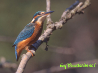 Martin-pcheur d Europe (Alcedo atthis (L.))