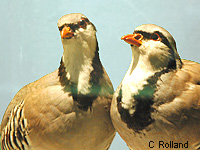 Perdrix bartavelle (Alectoris graeca (Meisner))