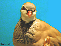 Perdrix rouge (Alectoris rufa (L.))