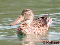Canard souchet (Anas clypeata L.)