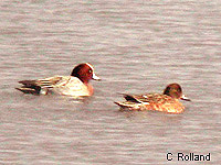 Canard siffleur (Anas penelope)