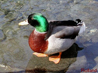 Canard colvert (Anas platyrhynchos L.)