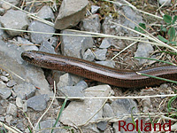 Orvet fragile (Anguis fragilis L.)