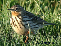 Pipit  gorge rousse (Anthus cervinus)