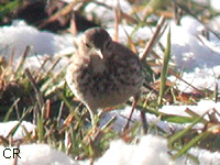 Pipit farlouse (Anthus pratensis (L.))