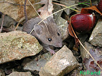 Mulot sylvestre (Apodemus sylvaticus (L.))