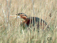 Hron pourpr (Ardea purpurea L.)