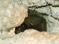 Barbastelle	 (Barbastella barbastellus)