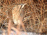 Butor toil (Botaurus stellaris (L.))