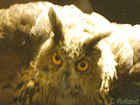 Grand-duc d Europe (Bubo bubo (L.))