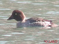 Garrot  oeil d or (Bucephala clangula)