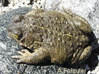 Crapaud calamite (Bufo calamita)