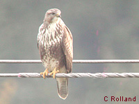 Buse variable (Buteo buteo (L.))