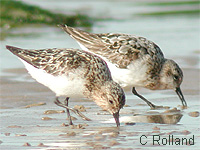 Bcasseau sanderling (Calidris alba)