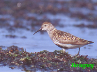 Bcasseau variable (Calidris alpina)