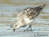 Bcasseau minute (Calidris minuta)