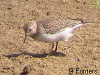Bcasseau de Temminck (Calidris temminckii)