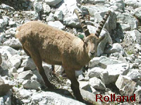 Bouquetin des Alpes (Capra ibex)