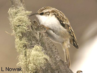 Grimpereau des bois (Certhia familiaris L.)