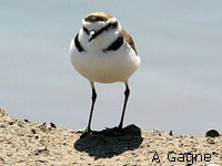 Gravelot  collier interrompu (Charadrius alexandrinus)