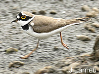 Petit Gravelot (Charadrius dubius Scop.)