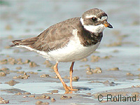 Grand Gravelot (Charadrius hiaticula)