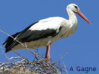 Cigogne blanche (Ciconia ciconia (L.))