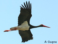 Cigogne noire (Ciconia nigra)