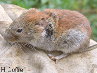 Campagnol rousstre (Clethrionomys glareolus (Schrb.))