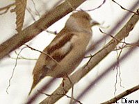 Grosbec casse-noyaux (Coccothraustes coccothraustes (L.))