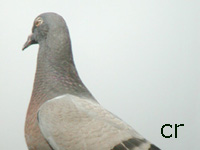 Pigeon biset (Columba livia)
