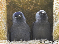 Choucas des tours (Corvus monedula L.)