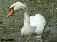 Cygne tubercul (Cygnus olor (Gmelin))