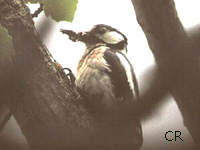 Pic peiche (Dendrocopos major (L.))