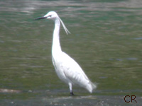 Aigrette garzette (Egretta garzetta (L.))
