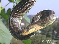 Couleuvre d Esculape (Elaphe longissima (Laur.))