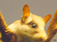 Lrot (Eliomys quercinus (L.))