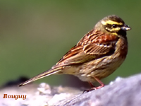 Bruant zizi (Emberiza cirlus L.)
