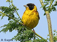 Bruant mlanocphale (Emberiza melanocephala)