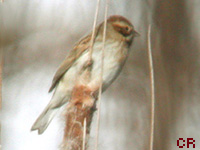 Bruant des roseaux (Emberiza schoeniclus (L.))