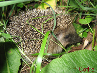 Hrisson (Erinaceus europaeus (L.))