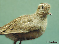 Pluvier guignard (Charadrius morinellus)