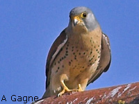 Faucon crcerellette (Falco naumanni)