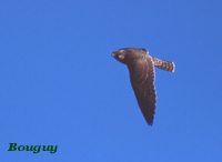 Faucon plerin (Falco peregrinus (Gmelin))