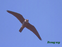 Faucon hobereau (Falco subbuteo L.)